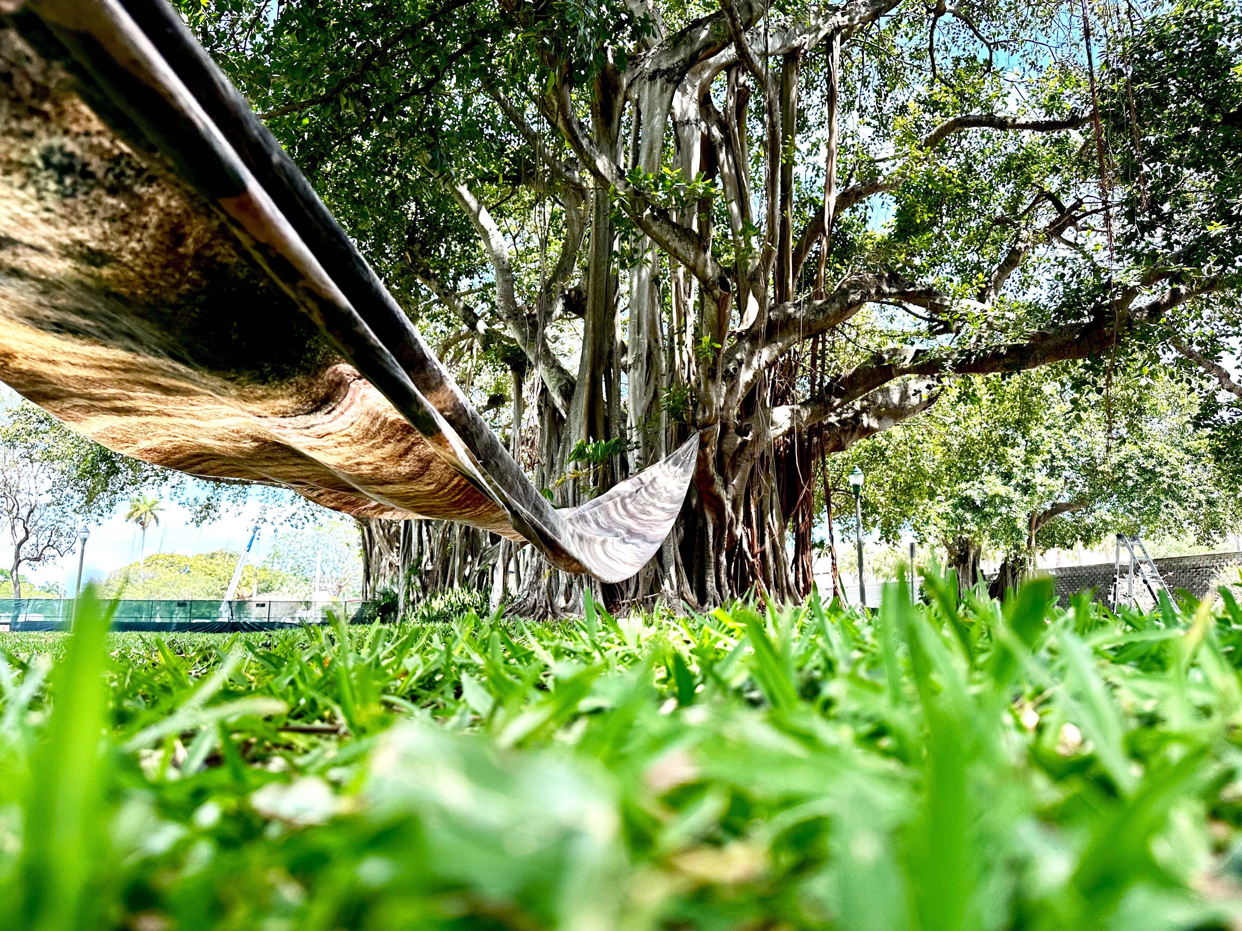 View of a large tree with sprawling branches and dense foliage, grass in the foreground, and a hammock tied between branches.